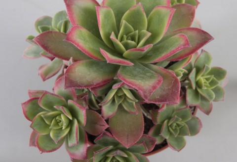 Aeonium decorum